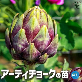 【送料無料】アーティチョーク 【野菜の苗 10.5cmポット】アーティチョーク チョウセンアザミ Cynara scoiymus ハーブ ハーブの苗 herb 野菜 野菜苗