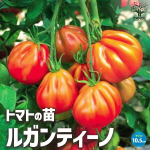 yzg}g KeB[m c ؂̕c 10.5cm|bg ؕc g}gc Ƃ܂ƕc g}g̕c Ƃ܂Ƃ̕c K[fjO ƒ؉ ؉ x_  [