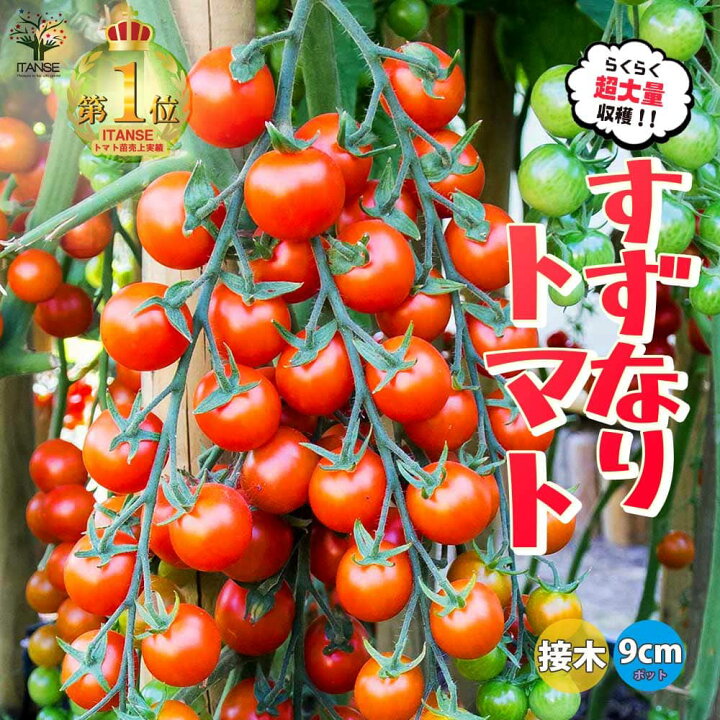 楽天市場】【ポイント5倍☆マラソン期間】ミニトマトの苗 すずなり 
