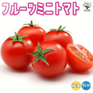 yz~jg}g̕c t[c~jg}g ږؕc ؂̕c 9cm|bg g}gc Ƃ܂ƕc ~jg}gc g}g̕c Ƃ܂Ƃ̕c v`g}g K[fjO ƒ؉ v^[؉ x