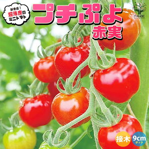 yz~jg}g̕c v`Ղ2 Ԏ ږؕc ؂̕c 9cm|bg g}gc Ƃ܂ƕc ~jg}gc g}g̕c Ƃ܂Ƃ̕c v`g}g K[fjO ƒ؉ v^[؉ x_