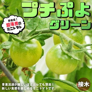 yz~jg}g̕c v`Ղ O[ ږؕc ؂̕c 9cm|bg g}gc Ƃ܂ƕc ~jg}gc g}g̕c Ƃ܂Ƃ̕c v`g}g K[fjO ƒ؉ v^[؉ x