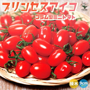 yz~jg}g̕c vZXACR ږؕc ؂̕c 9cm|bg g}gc Ƃ܂ƕc ~jg}gc g}g̕c Ƃ܂Ƃ̕c v`g}g K[fjO ƒ؉ v^[؉ x