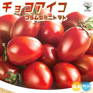 yz~jg}g̕c `RACR ږؕc ؂̕c 9cm|bg g}gc Ƃ܂ƕc ~jg}gc g}g̕c Ƃ܂Ƃ̕c v`g}g K[fjO ƒ؉ v^[؉ x_