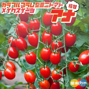 yz~jg}g̕c CNXC[c Ai ږؕc ؂̕c 9cm|bg g}gc Ƃ܂ƕc ~jg}gc g}g̕c Ƃ܂Ƃ̕c v`g}g K[fjO ƒ؉ v^[؉ x