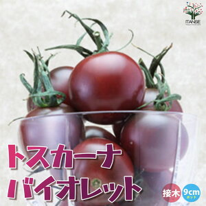 yz~jg}g̕c gXJ[ioCIbg ږؕc ؂̕c 9cm|bg g}gc Ƃ܂ƕc ~jg}gc g}g̕c Ƃ܂Ƃ̕c v`g}g K[fjO ƒ؉ v^[؉