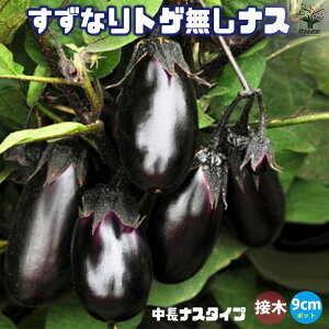 ナス 接木苗」の人気商品一覧 | 安い商品を通販サイトから探す - 価格.com