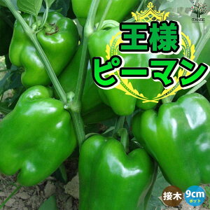 yzs[}̕c ls[} ږؕc ؂̕c 9cm|bg s[}c ҁ[܂c ؕc ƒ؉ x_؉ t Ė ĐA K[fjO ƒ؉ L@͔| d 