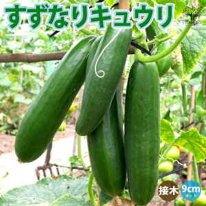 yzイ̕c ȂLE ږؕc ؂̕c 9cm|bg イc LEc ӉZc ؕc ƒ؉ n x_؉ t Ė K[fjO ƒ؉ L@͔|