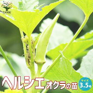 【送料無料】オクラの苗 ヘルシエ 野菜の苗 3.5号ポット オクラ苗 おくら苗 okura Okra 野菜苗 家庭菜園 …