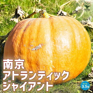 yzJ{`̕c AgeBbN WCAg ؂̕c 3.5|bg ڂ J{` 싞 ؕc  ₳ ƒ؉ ؉ ͔| ƒ؉ K[fjO  [