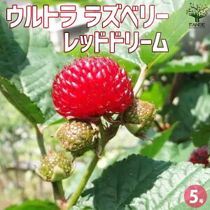 �y���������z�E���g�� ���Y�x���[ ���b�h�h���[�� �ʎ��̕c�� 5���|�b�g �ʎ� �ʎ��c �ʎ��̕c �t���[�c �ʕ� ���Y�x���[ Rosaceae Rubus �x���[ �������� ���[