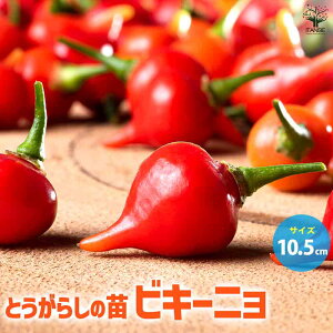ySSԑSi10OFFzƂ炵 rL[j ؂̕c 10.5cm|bg ؕc ؂̕c zbgybp[ K[fjO  [