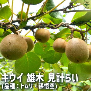 ySSԑSi10OFFzLEC IX v炢 ʎ̕c 10.5cm|bg ʎc ʎ̕c c Y ƒ؉ ͔| K[fjO  [