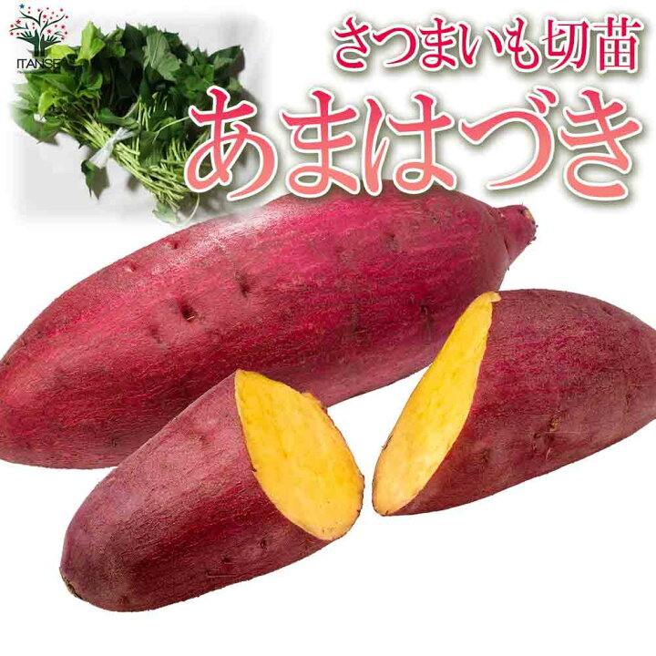 楽天市場】【送料無料】さつまいもの切苗 品種：あまはづき【野菜の苗 