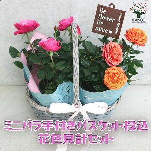 yz~jKNԐFv炢Zbg ԕc toXPbg oc o̕c KNc KN̕c ԕc Ԃ̕c [YK[f rose ΂  [