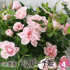 �y���������z�~�j�K�N �~�X�s�[�`�P �ԕc 4���� �o���c �o���̕c �K�N�c �K�N�̕c �ԕc �Ԃ̕c ���[�Y�K�[�f�� �C���O���b�V���K�[�f�� rose �o���� �t�����[�K�[�f�� �������� ���[
