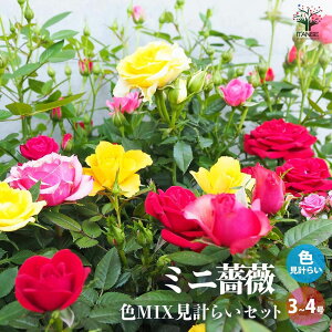 yz~jKN FMIXv ԕc 3`4 oc o̕c KNc KN̕c ԕc Ԃ̕c [YK[f CObVK[f rose o t[K[f  [