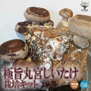 yzł̂!uɎ|͔|Lbgv ؂̕c LmR ͔|Zbg ͔|Lbg v[g Mtg  [