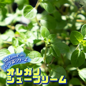 yzIKm V[v[ 3.5 ŊȒP Ă₷ n[u c V[Y  傫 Iʂǂ̂ŁAĂ₷IȒPŏS҂ɂIXX̃n[uV[Ył