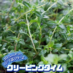 【マラソン期間★ポイント5倍】クリーピングタイム 10.5cm おうちで簡単!育てやすい10.5cmポットハーブ苗シリーズ! 根張り 大きさ 選別が良いので、育てやすい!生育簡単で初心者にもオス