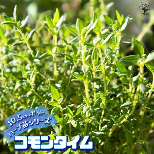 yzR^C 10.5cm ŊȒPIĂ₷10.5cm|bgn[ucV[YI  傫 Iʂǂ̂ŁAĂ₷IȒPŏS҂ɂIXX̃n[uV[Y