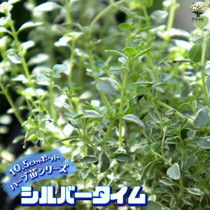 yzVo[^C ( Vo[|W[ ) 10.5cm ŊȒPIĂ₷10.5cm|bgn[ucV[YI  傫 Iʂǂ̂ŁAĂ₷IS҂ɂIXX̃n[uV