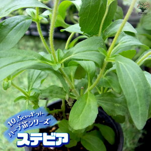 yzXerA 10.5cm ŊȒPIĂ₷10.5cm|bgn[ucV[YI  傫 Iʂǂ̂ŁAĂ₷IȒPŏS҂ɂIXX̃n[uV[YłI