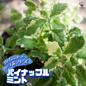 yzpCibv~g 10.5cm ŊȒPIĂ₷10.5cm|bgn[ucV[YI  傫 Iʂǂ̂ŁAĂ₷IȒPŏS҂ɂIXX̃n[uV