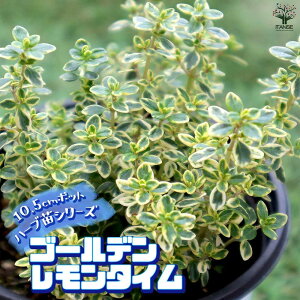yzS[f^C ŊȒPIĂ₷10.5cm|bgn[ucV[YI  傫 Iʂǂ̂ŁAĂ₷IȒPŏS҂ɂIXX̃n[uV[