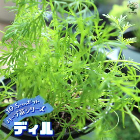 【送料無料】ディル 10.5cm おうちで簡単！育てやすい10.5cmポットハーブ苗シリーズ！ 根張り 大きさ 選別が良いので、育てやすい！生育簡単で初心者にもオススメのハーブシリーズです！ガーデニングや家庭菜園に！ 送料無料 即納