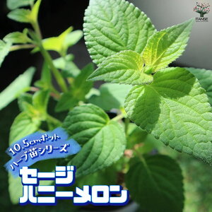 yzZ[W nj[ 10.5cm ŊȒPIĂ₷10.5cm|bgn[ucV[YI  傫 Iʂǂ̂ŁAĂ₷IȒPŏS҂ɂIXX̃n[uV