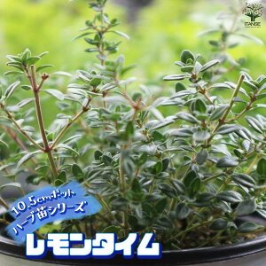 yz^C 10.5cm ŊȒPIĂ₷10.5cm|bgn[ucV[YI  傫 Iʂǂ̂ŁAĂ₷IȒPŏS҂ɂIXX̃n[uV[Y
