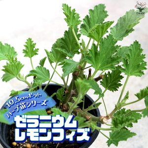 【送料無料】レモンゼラニウム おうちで簡単!育てやすい10.5cmポットハーブ苗シリーズ! 根張り 大きさ 選別が良いので、育てやすい!生育簡単で初心者にもオススメのハーブシリーズです