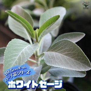 ySSԑSi10OFFzzCgZ[W ( TrA AsAi ) 10.5cm ŊȒPIĂ₷10.5cm|bgn[ucV[YI  傫 Iʂǂ̂ŁAĂ₷IS҂ɂIXX