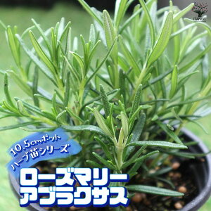 yz[Y}[ AuNTX ŊȒPIĂ₷10.5cm|bgn[ucV[YI  傫 Iʂǂ̂ŁAĂ₷IȒPŏS҂ɂIXX̃n[uV