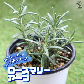 【送料無料】ローズマリー アルプ おうちで簡単！育てやすい10.5cmポットハーブ苗シリーズ！ 根張り 大きさ 選別が良いので、育てやすい！生育簡単で初心者にもオススメのハーブシリーズです！ガーデニングや家庭菜園に！ 送料無料 即納