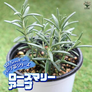 yz[Y}[ Av ŊȒPIĂ₷10.5cm|bgn[ucV[YI  傫 Iʂǂ̂ŁAĂ₷IȒPŏS҂ɂIXX̃n[uV[Y