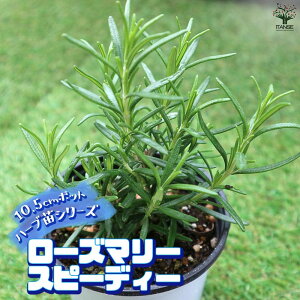 yz[Y}[ Xs[fB[ ŊȒPIĂ₷10.5cm|bgn[ucV[YI  傫 Iʂǂ̂ŁAĂ₷IȒPŏS҂ɂIXX̃n[uV