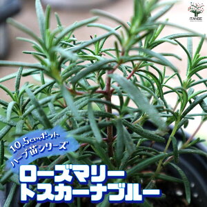 yz[Y}[ gXJ[iu[ 10.5cm ŊȒPIĂ₷10.5cm|bgn[ucV[YI  傫 Iʂǂ̂ŁAĂ₷IȒPŏS҂ɂIXX