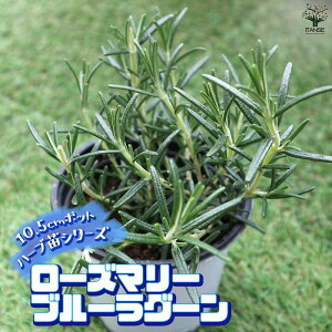 yz[Y}[ u[O[ ŊȒPIĂ₷10.5cm|bgn[ucV[YI  傫 Iʂǂ̂ŁAĂ₷IȒPŏS҂ɂIXX̃n[u