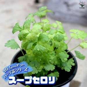 �y���������z�X�[�v�Z���� �������ŊȒP�I��Ă₷��10.5cm�|�b�g�n�[�u�c�V���[�Y�I �n�[�u�̕c 10.5cm ������ �傫�� �I�ʂ��ǂ��̂ŁA��Ă₷���I����ȒP�ŏ��S�҂ɂ��I�X�X���̃n�[�u