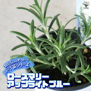 yz[Y}[AbvCgu[ (  ) n[u̕c ŊȒPIĂ₷n[ucV[YI10.5cm|bg [Y}[̕c herb n[u n[uc K[fjO 