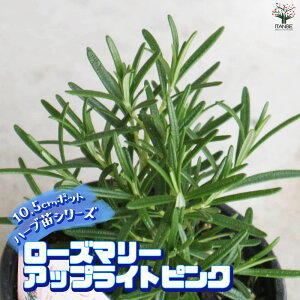 yz[Y}[AbvCgsN ( sN ) n[u̕c ŊȒPIĂ₷n[ucV[YI10.5cm|bg [Y}[̕c herb n[u n[uc K[fjO