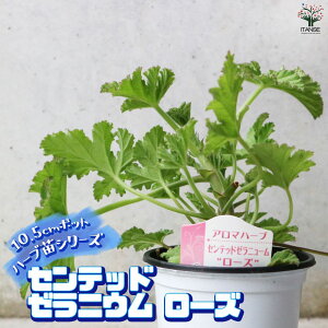 yzŊȒPIĂ₷10.5cm|bgn[ucV[YI Zebh[jE [Y n[u̕c 10.5cm  傫 Iʂǂ̂ŁAĂ₷IȒPŏS҂ɂI