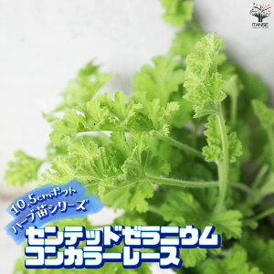 �y�}���\����P5�{�z�������ŊȒP�I��Ă₷��10.5cm�|�b�g�n�[�u�c�V���[�Y�I �Z���e�b�h�[���j�E�� �R���J���[���[�X �n�[�u�̕c 10.5cm ������ �傫�� �I�ʂ��ǂ��̂ŁA��Ă₷���I ������