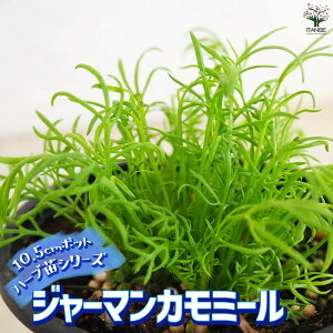 yzn[uc W[}J~[ n[u̕c 10.5cm|bg herb n[u n[uc K[fjO ƒ؉  [