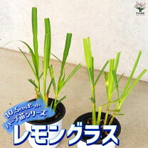 楽天市場】苗 無農薬 レモングラスの通販