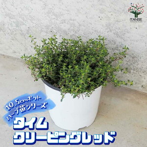 yzn[uc ^C N[sObh n[u̕c 10.5cm|bg herb n[u n[uc K[fjO ƒ؉  [