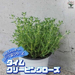 y}\ԁ|Cg5{zn[uc ^C N[sO[Y n[u̕c 10.5cm|bg herb n[u n[uc K[fjO ƒ؉  [